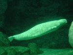 名古屋港水族館のジュゴン之圖 名古屋港水族館のジュゴン之圖