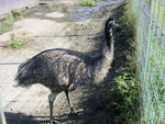 エミュー之圖 エミュー之圖