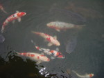 鯉之圖 鯉之圖
