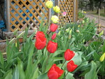 dama_yan2007-05-10