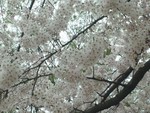 dubrock2011-05-04