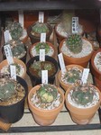うちの太平丸類