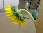 eriko11282008-07-27