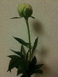 芍薬 芍薬