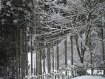 fragie2006-02-06
