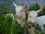 子ヤギ達、二人も牝で来年には乳を出し