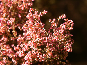 goldhead2007-03-05 goldhead2007-03-05