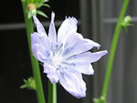 チコリの花