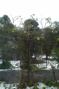 hakthakt2011-12-25