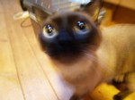 ブレた