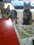 えびせん待ち。