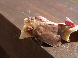 hirahira01152012-12-05