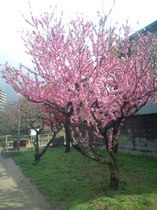 桃