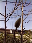izumigawa2014-03-28