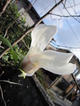 izumigawa2014-04-05