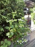 izumigawa2014-06-04
