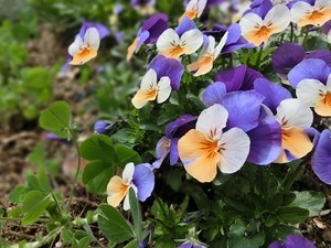 花のいのち 花のいのち