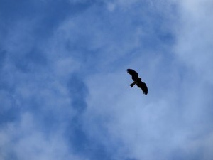 空を駆けたい 空を駆けたい