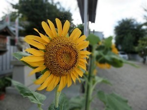 夏の終りのひまわり 夏の終りのひまわり
