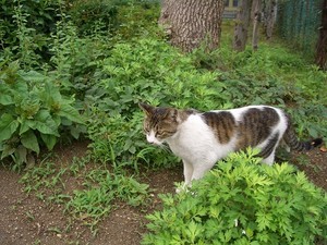 2008年・浪速区のネコ 2008年・浪速区のネコ