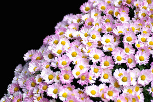 菊 菊