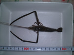 大物 大物