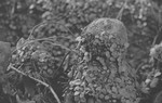 kaelshojo2007-02-28