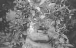 kaelshojo2007-03-07