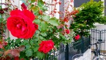 赤いバラ 赤いバラ