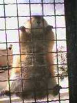 kashmi_r2005-03-13