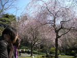 桜の色は、血の色で。