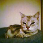 kokada_jnet2004-10-25