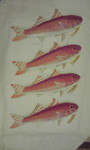kujira20062009-07-25