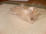 大とちく