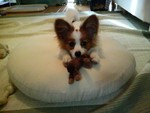 ウマとチャイ