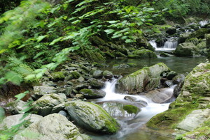 kurokoshusaru2009-05-16