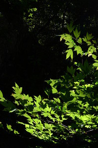 原生の森 原生の森