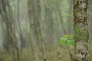 稜線に近づく 稜線に近づく