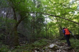 沢に添って