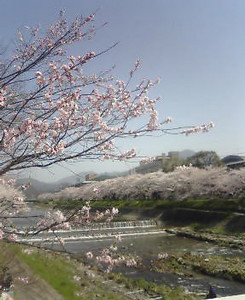 kusaboshi2005-04-09 kusaboshi2005-04-09