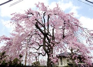 仁川北の枝垂桜