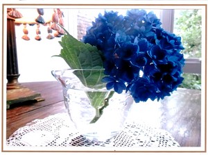 紫陽花の季節