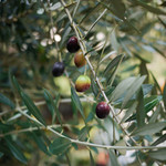 lexotan2010-07-07