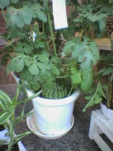 mahiro31042007-06-19