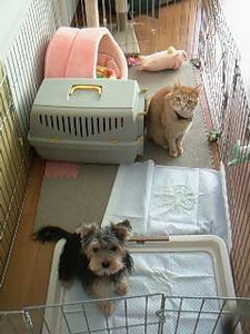 maki-ryu22008-01-25 maki-ryu22008-01-25