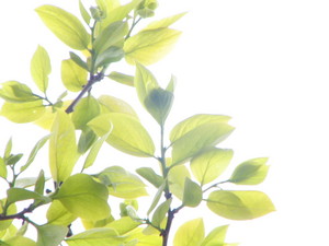 透ける新緑 透ける新緑