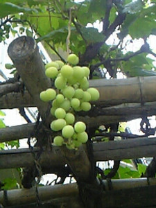 maru992005-07-19 maru992005-07-19