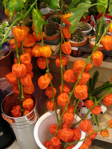 maru992006-07-13 maru992006-07-13