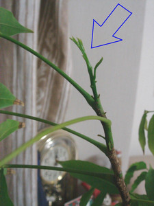 maru992006-07-17 maru992006-07-17