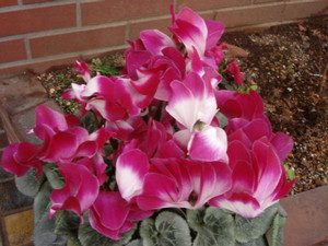 maru992006-12-26 maru992006-12-26